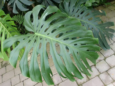 Monstera