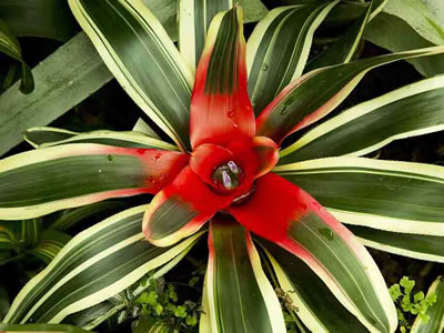 Neoregelia