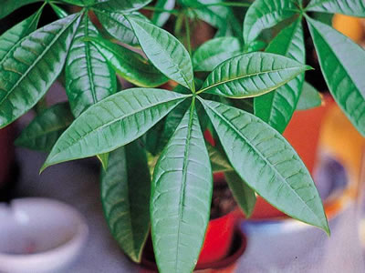 Pachira