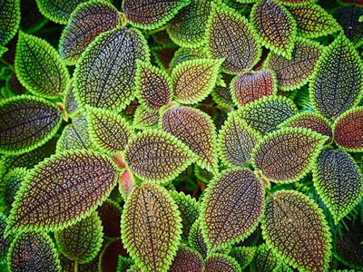 Pilea