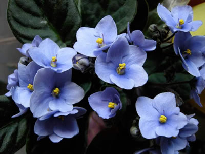 Saintpaulia, violetta africana