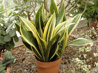 Sansevieria