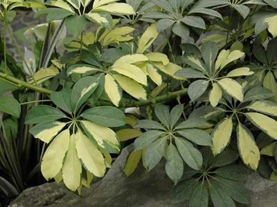 Schefflera