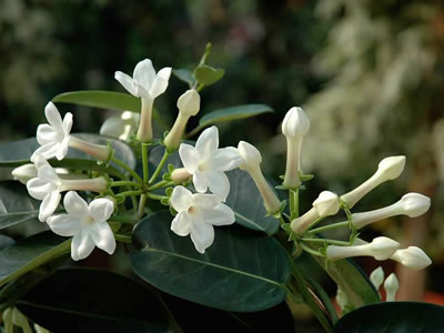 Stephanotis