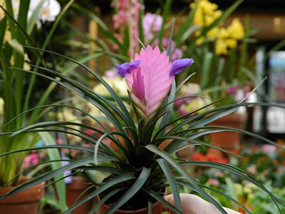 Tillandsia cyanea