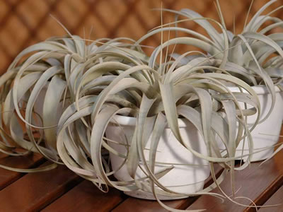 Tillandsia xerographica