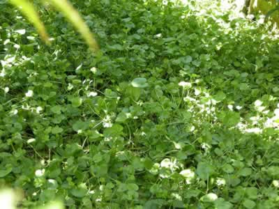 Dichondra