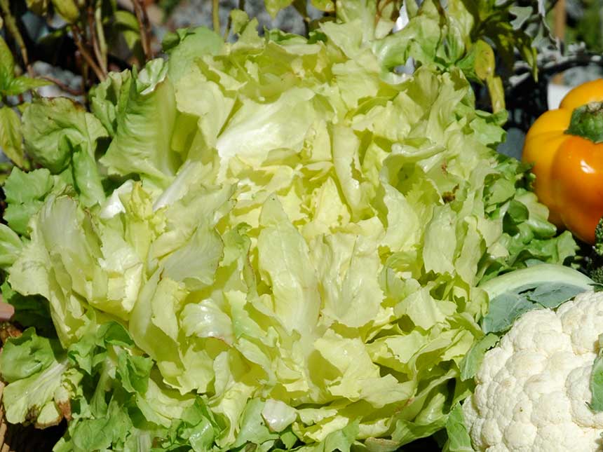 Maccheroncini alla scarola