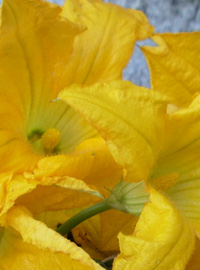 Frittata ai fiori di zucca