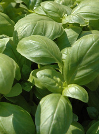 Pesto alla genovese