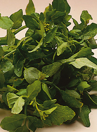 Vellutata fredda di crescione