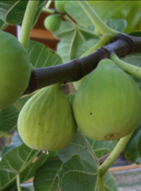 Fichi sotto spirito