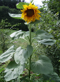 Girasole con salsa al formaggio