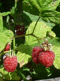 Spuma di lamponi