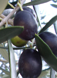 Pane alle olive