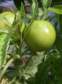 Marmellata di pomodori verdi