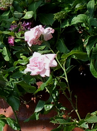 Dolce alla rosa