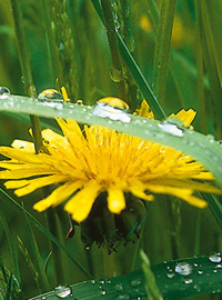 Risottino ai fiori di tarassaco