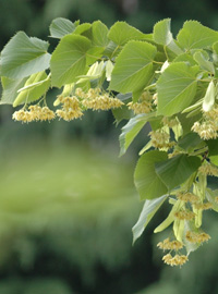 Tisana ai fiori di tiglio