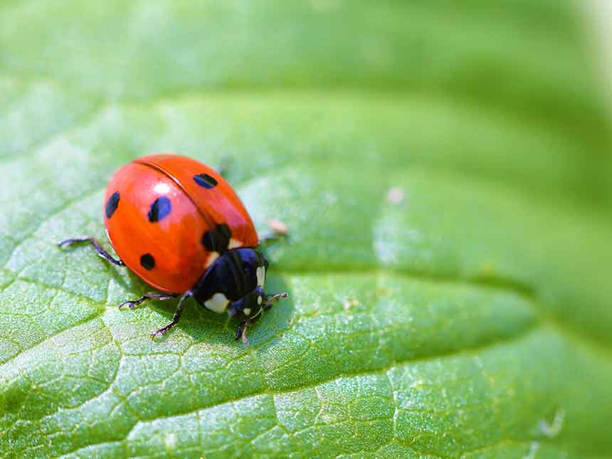 Coccinella, amica del giardiniere