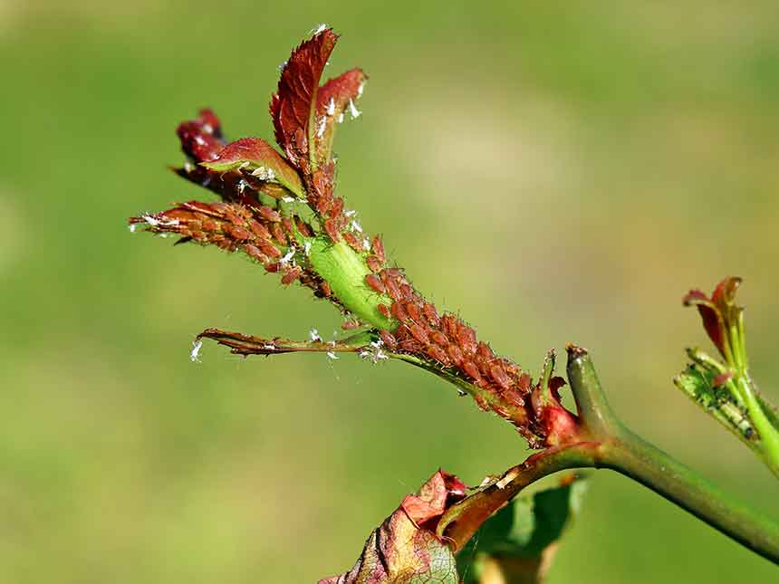 Rosa, la preda preferita degli afidi