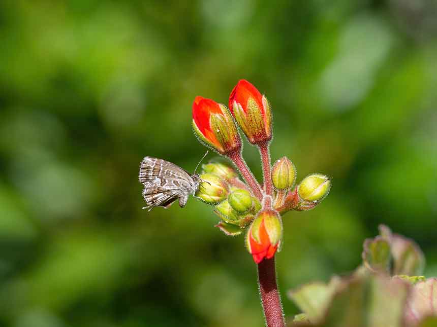 Gerani: quella terribile farfallina