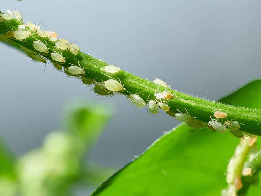 Primavera, attenzione agli afidi