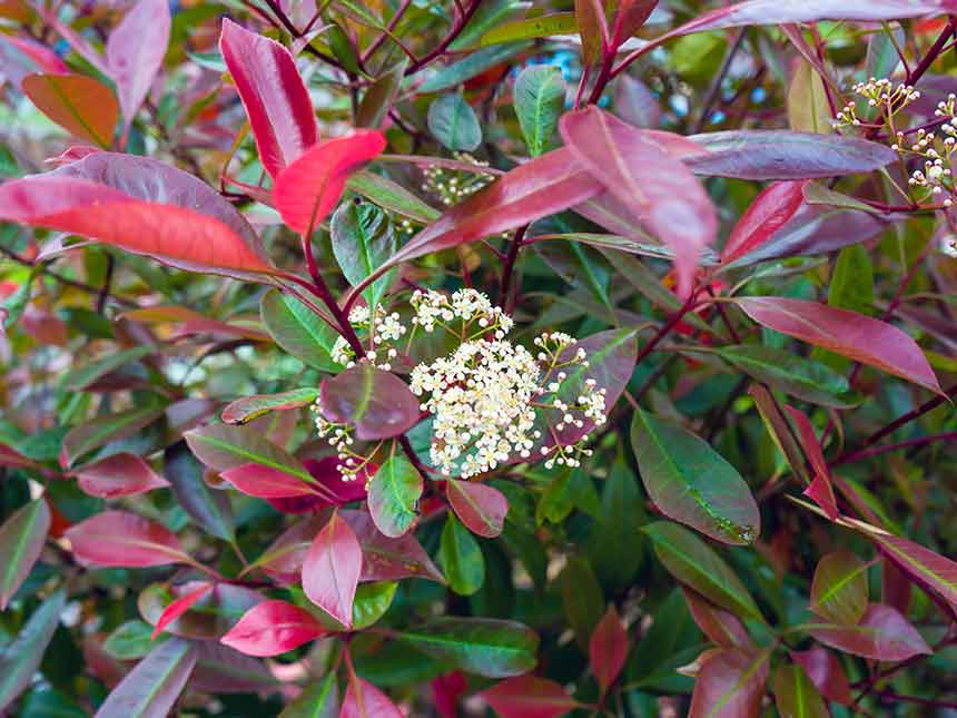 Il mal bianco della photinia