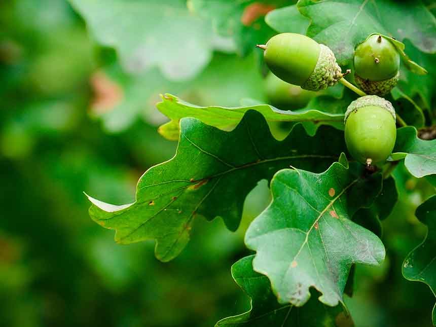 Il cerambice della quercia