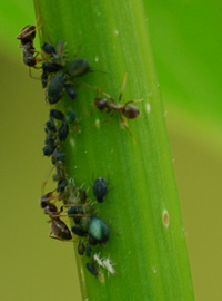 Quando le formiche allevano gli afidi