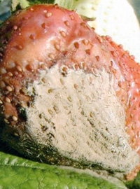 Fragole: attenzione alla muffa grigia