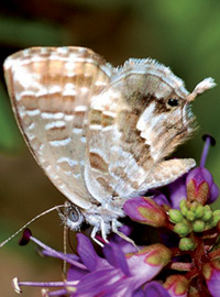 Gerani: quella terribile farfallina