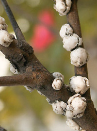 Una sgradevole cocciniglia