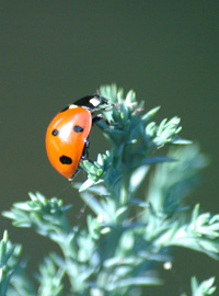 Coccinella, amica del giardiniere