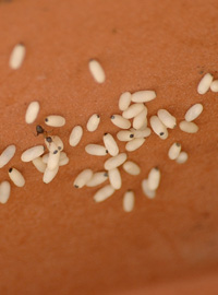 Formiche, centinaia di larve al giorno