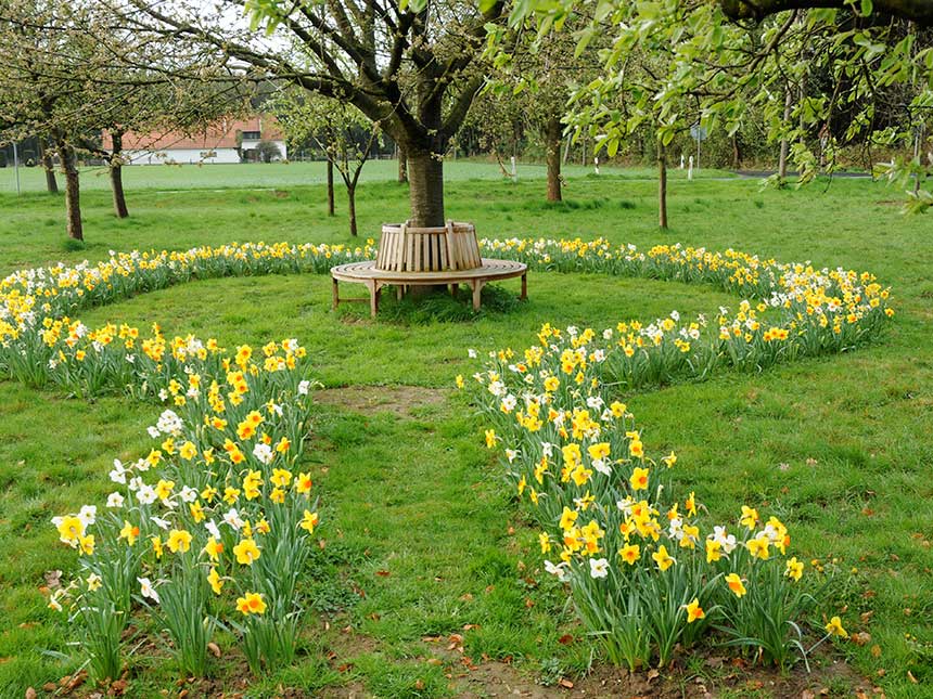 Aspettando la primavera: il fascino delle prime fioriture