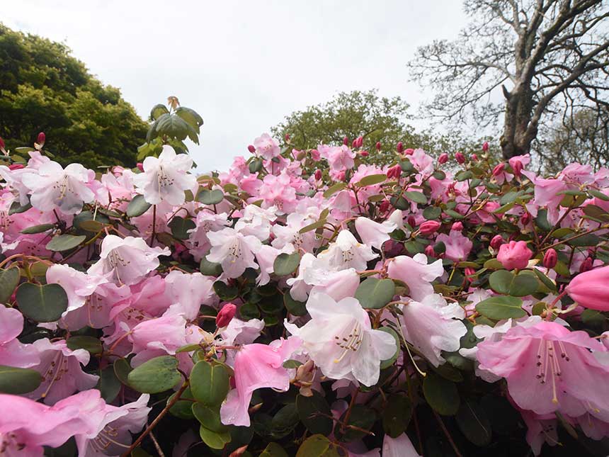 Nel paradiso dei rododendri