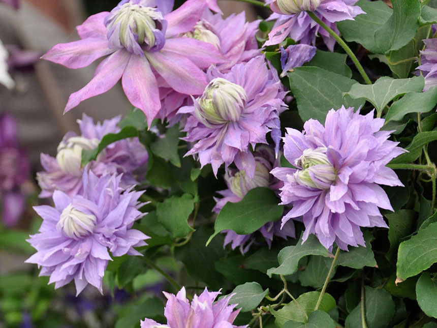 Idee per splendide pareti in fiore