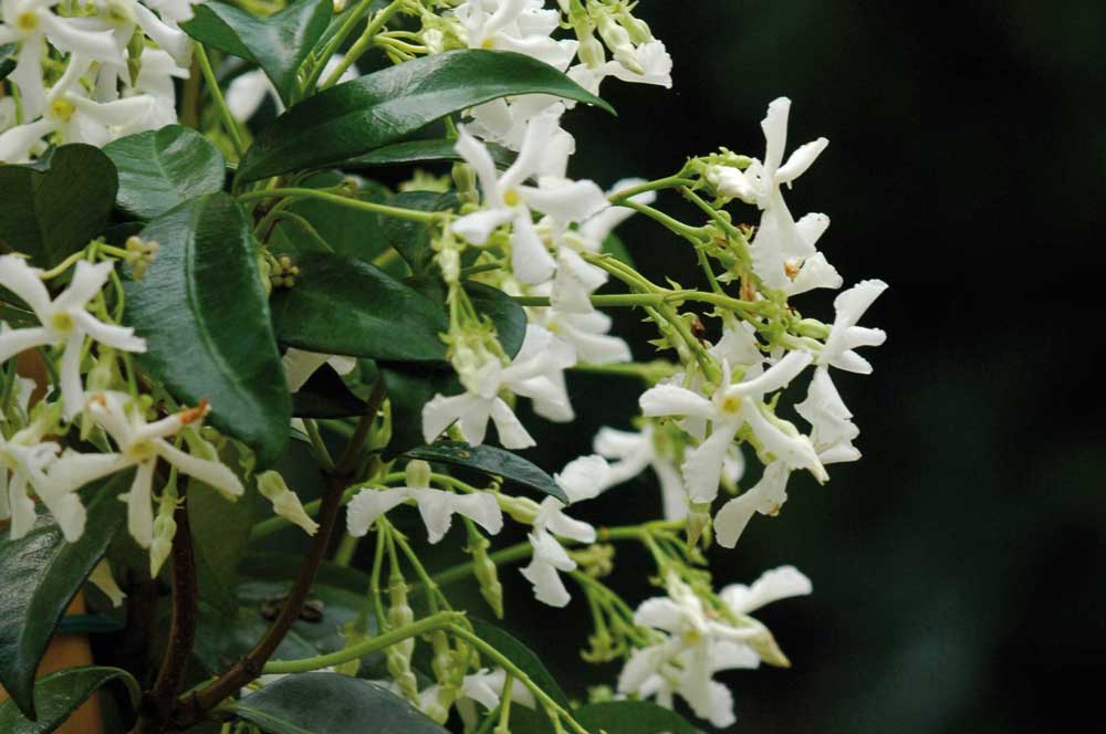 Fragranze di primavera