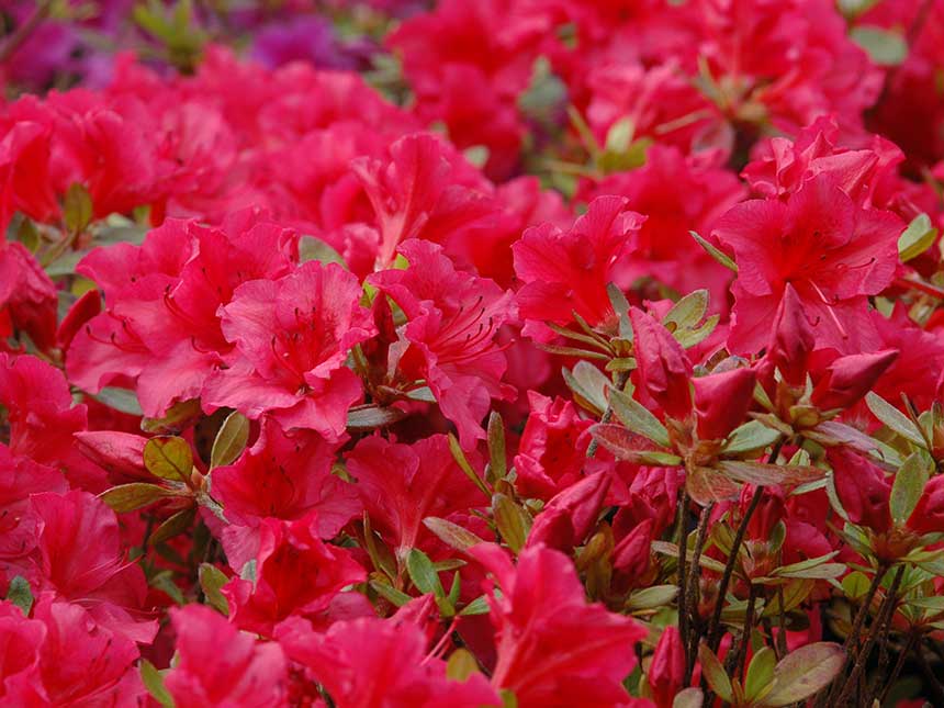 Azalee. regine di primavera