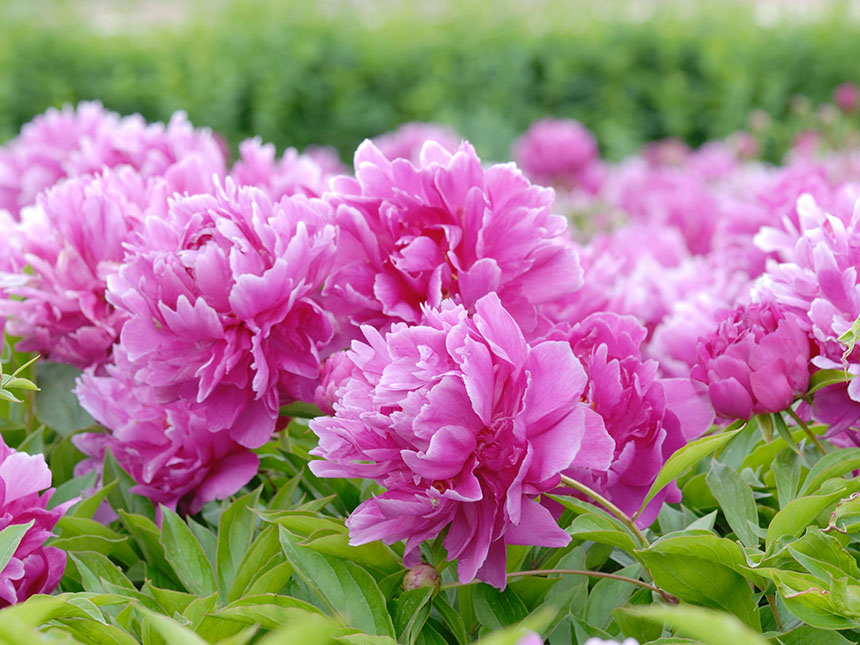 Alla scoperta delle peonie