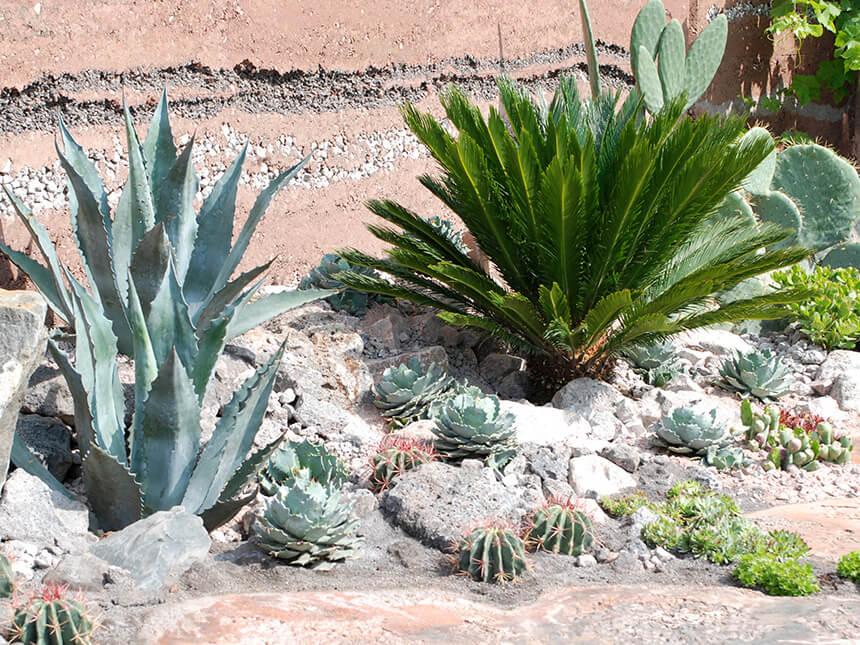 Il dry garden: quasi senz'acqua