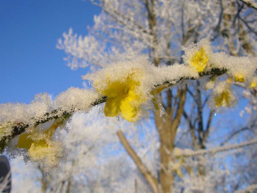 Il gelsomino giallo sfida l'inverno
