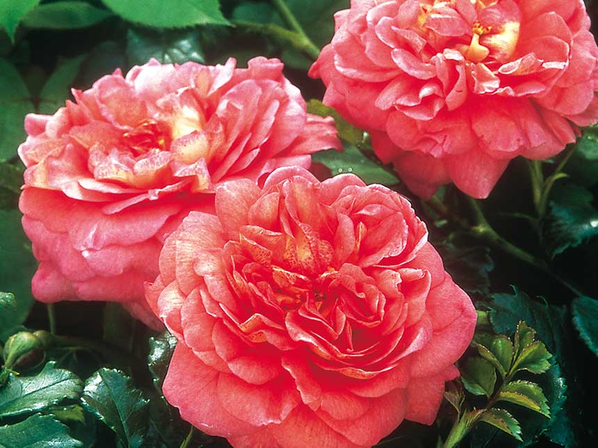 Gennaio... Tempo di pensare alle nuove rose
